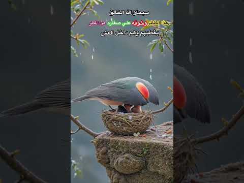 اكسبلور ترند قدره الهيه ورحمه فطريه ومنظر يعجز اللسان وصفه والتعبير عنه Fyp تيك توك Foryou Fun