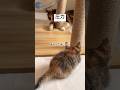 圧力 #猫 #cat #癒やされる #猫動画 #子猫 #癒される #保護猫 #癒され #ねこ #三毛猫