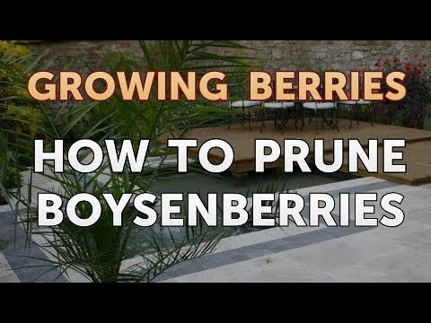 Video: Boysenberry Care: Kako gojiti boysenberry na vrtu