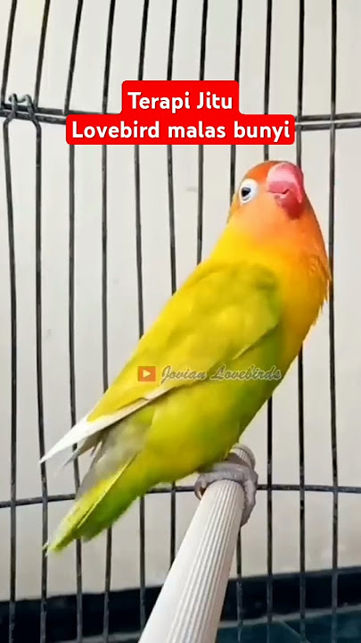 Terapi Jitu lovebird macet susah bunyi #lovebirdngekekpanjang #lovebirds #lovebird #birds