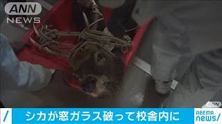 高校に迷い込んだシカ　猟友会らが生きたまま捕獲(2021年1月29日)