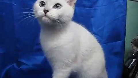Watch the video about British silver blue-eyed chinchilla, 5 months