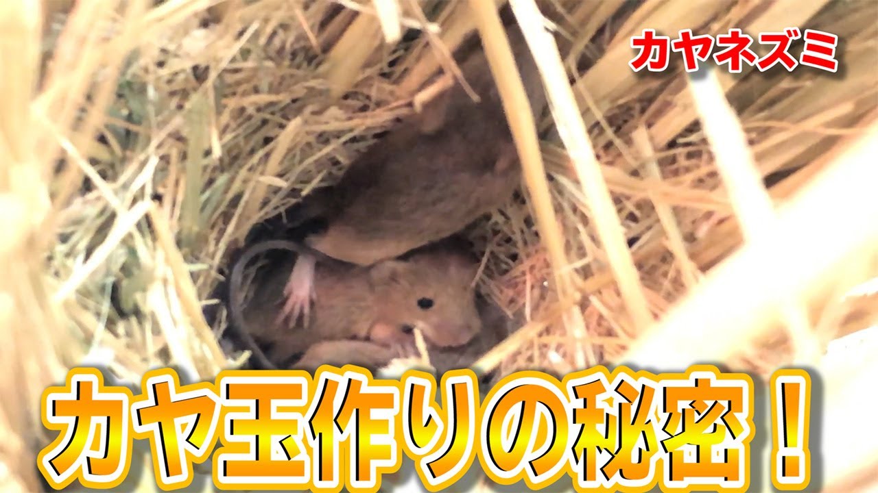 日本最小のネズミ カヤネズミ カヤ玉作りが意外すぎた Youtube