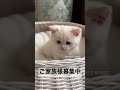 立ち耳スコの男の子、ブルーアイで毛色はレアカラー。ご家族様募集中!2023年1月22日生まれ。#スコティッシュストレート #スコティッシュフォールド #子猫 #ブリーダー #ブルーアイ #ゴールデン