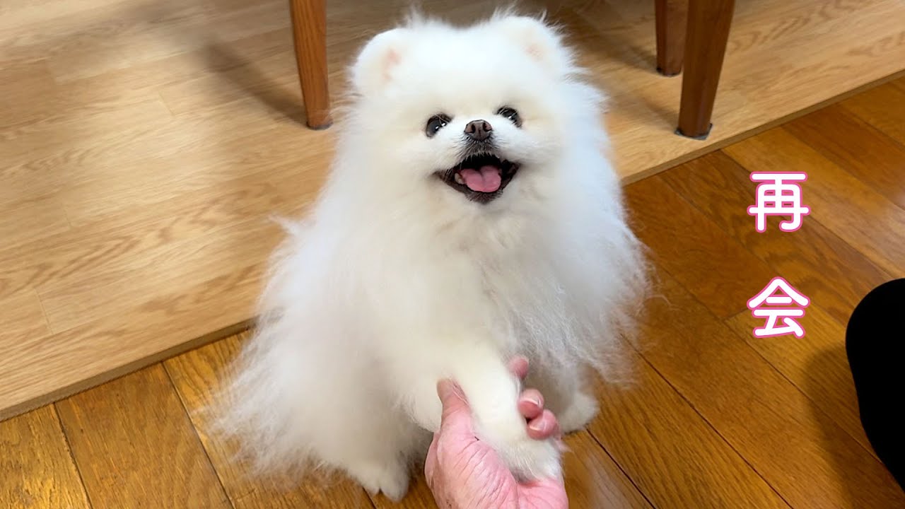 【帰省】母との再会が嬉しすぎて喜びが爆発するポメラニアン