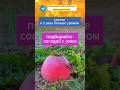Лучшие огородные соседи #дача #сад #огород #урожай
