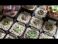 【多肉植物】リエールさん2周年セット開封の儀