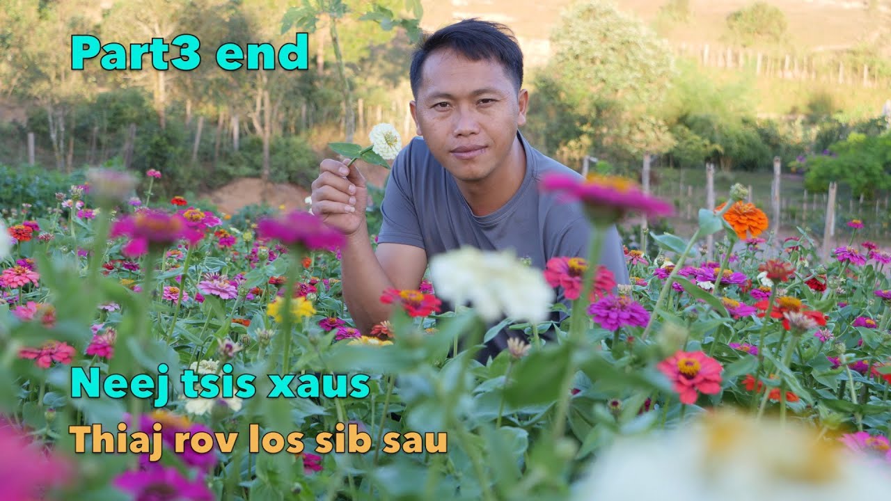Neej tsis xaus thaum kawg thiaj rov los sib sau part3 end 12/04/2023
