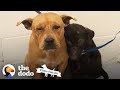 These Pitties Were Found Comforting Each Other In The Shelter | The Dodo Pittie Nation