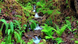 4K Rainforest Stream Relaxation 🌿 1 Hour Nature Video | Peaceful Forest Creek No Music No Sound