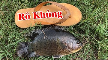 Lại trúng lớn ổ cá khủng dưới chân cầu cá nhiều phát khiếp | THÚ VUI MIỀN TÂY. Tập 644