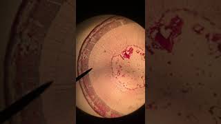 Information Woody Stem Cross Section News