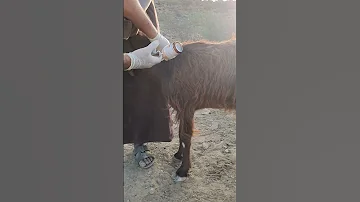 حقن اللحم في الماعز 