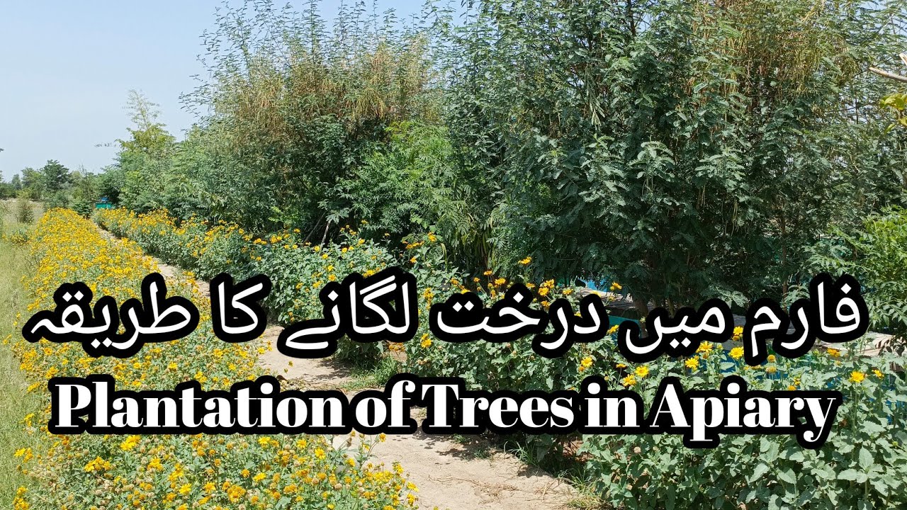 Plantation of Trees in Apiary | Stationary Beekeeping | Urban Beekeeping