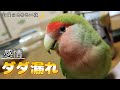 感情豊かなインコ達との金曜日､夜🌙