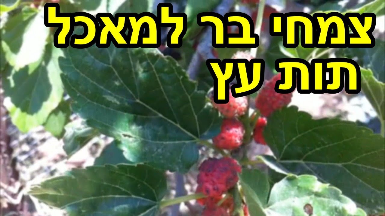 צמחי בר למאכל - תות עץ - YouTube