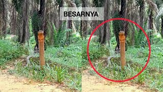 NYARIS DIPATUK ULAR BESAR DI LADANG SAWIT, LIHAT APA BERLAKU