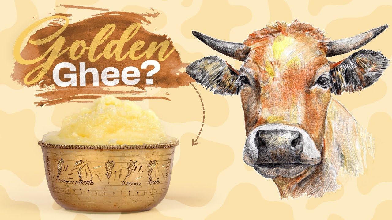Why Bilona Ghee A2 Desi Ghee Is So Expensive? YouTube