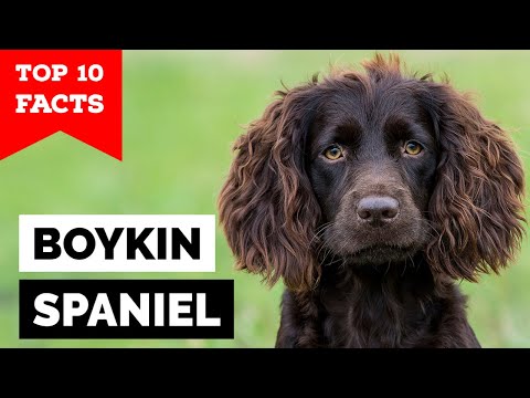 Video: Boykin Spaniel