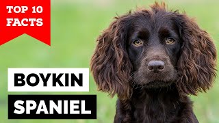 Boykin Spaniel  Top 10 Facts