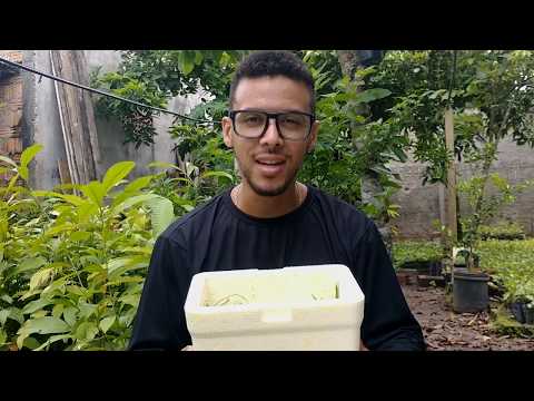 Vídeo: Propagação de mudas de castanheiro - Como cultivar mudas de castanheiro