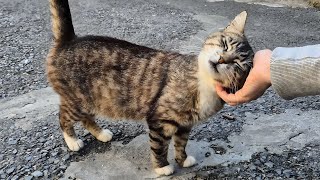 When you enter this street full of cute stray cats, cat purrs surround you