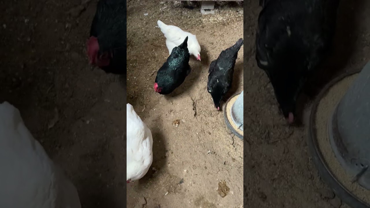 Life On The Little Farm 