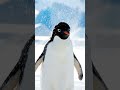 A very silly snow shake
