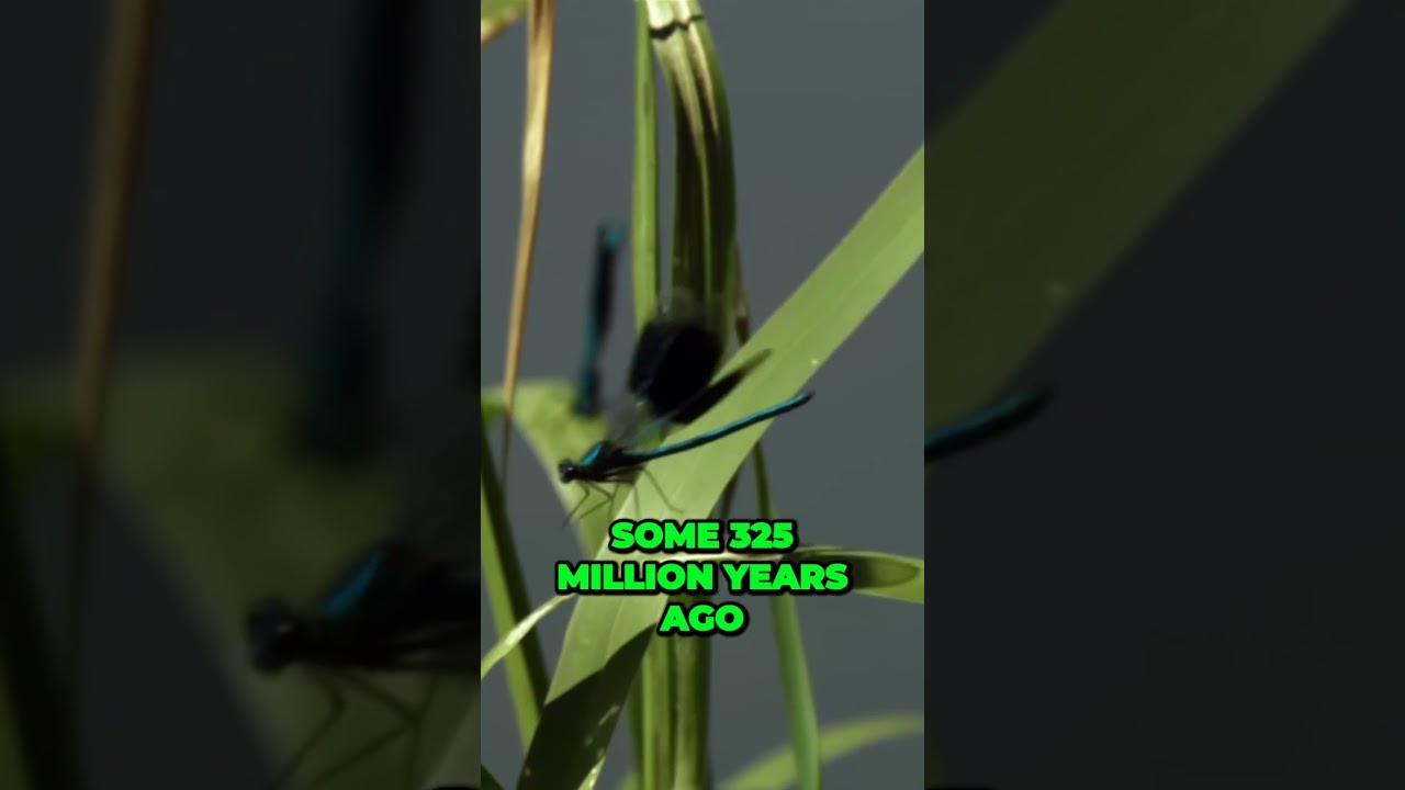 The Incredible Evolution and Speed of Dragonflies and Damselflies