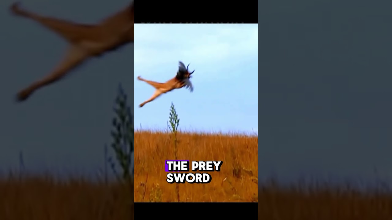 Airborne Predator Strikes Prey 