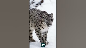 snow leopard. Ghost of the mountains 🐾❄️