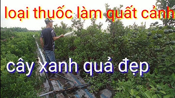 Loại thuốc làm cây quất cảnh cây xanh quả đẹp, chăm sóc quất phòng trừ bệnh hại cho cây quất cảnh
