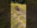 কৃষকের ধান কাটার দৃশ্য, #farming #global #fyp