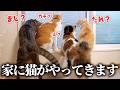猫を預かることになったので、猫たちと急いでお迎えする準備をします。