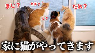 猫を預かることになったので、猫たちと急いでお迎えする準備をします。