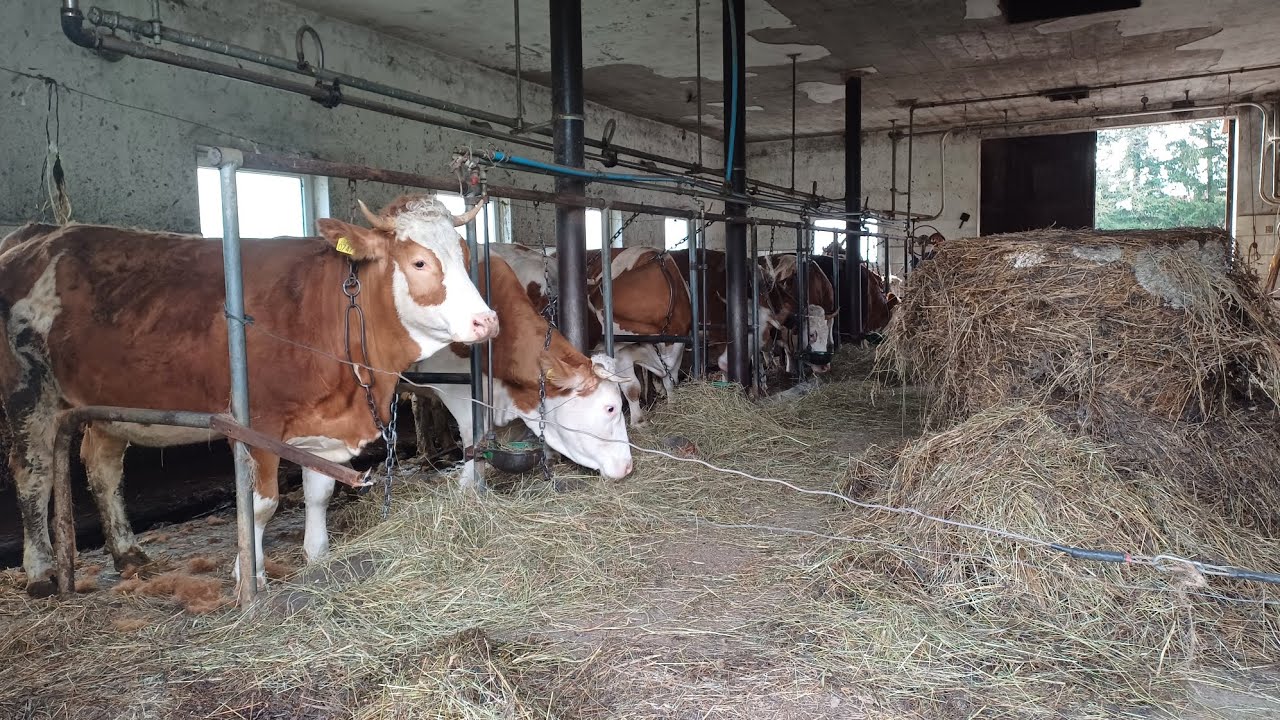 Pierwsze wypuszczanie krów na pole w tym roku ! 🐂🐄 #dc #rolnictwo  #gospodarka  #krowy