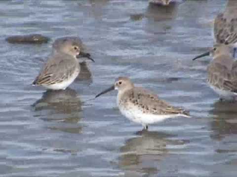 Dunlin & Semipalmated Sandpipers