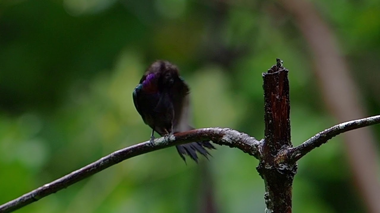 Copper throated Sunbird 