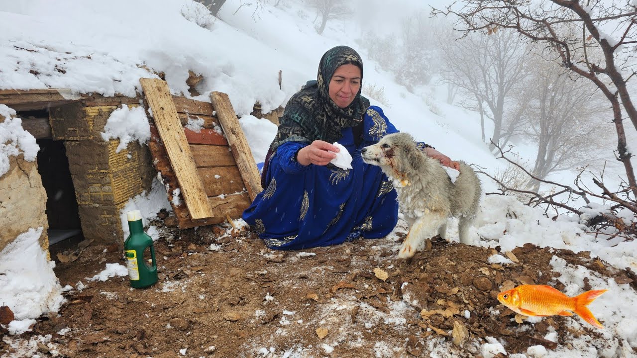 ✨Love and Affection in the of Snow🌨: The Taban and Miracle of Healing the Papi Wound🐶💊