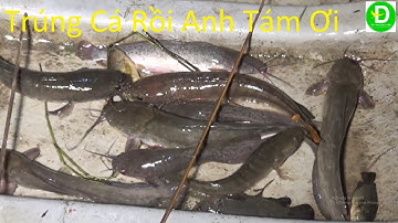 498   Cắm Câu Mồi Trùn Quắn Ở Khu Đất Hoang Dính Đủ Loại Cá Thật Đã | Đất Phương Nam