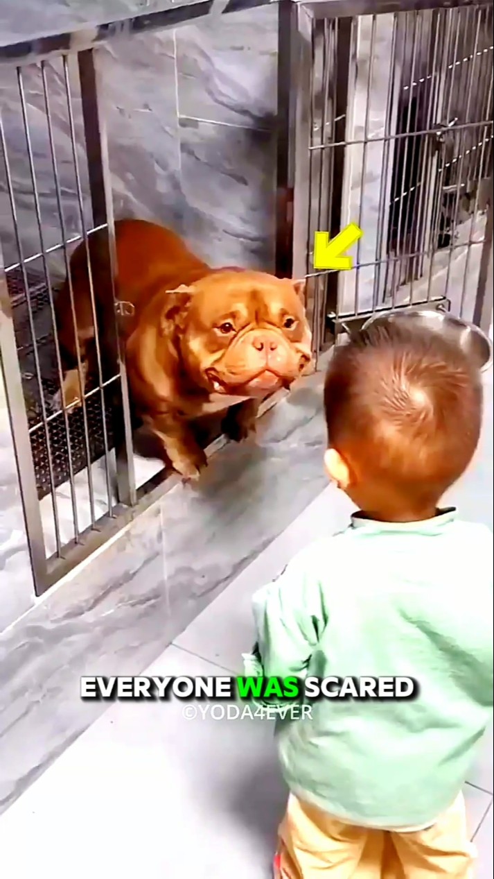 Pit Bull Finds His Forever Family ❤️🐶 (Heartwarming Story