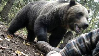 This Grizzly Attacked a Random Hiker for the Weirdest Reason Ever