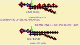 MEMBRANE LIPIDS IN ARCHAEA