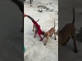 Malinois Love вќ пёЏ Ahoojaagrofarm Malinoispuppy Maligator Patrol Snifferdogs K9training Dog Malinois Love вќ пёЏ Ahoojaagrofarm Malinoispuppy Maligator Patrol Snifferdogs K9training Dog