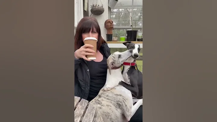 When you’re trying to enjoy a coffee with 3 whippets
