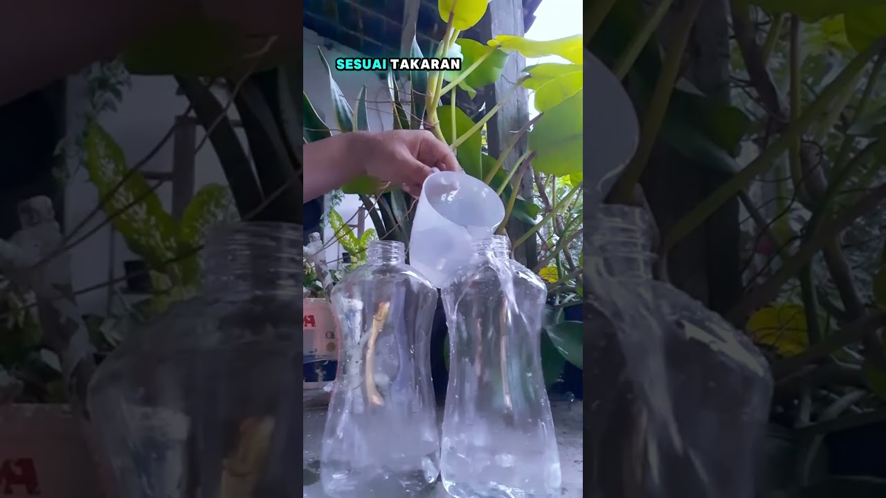 ab mix bisa juga di aplikasikan ke media tanah 