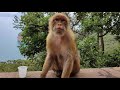 Cap Carbon monkey "tourist site located in Béjaïa