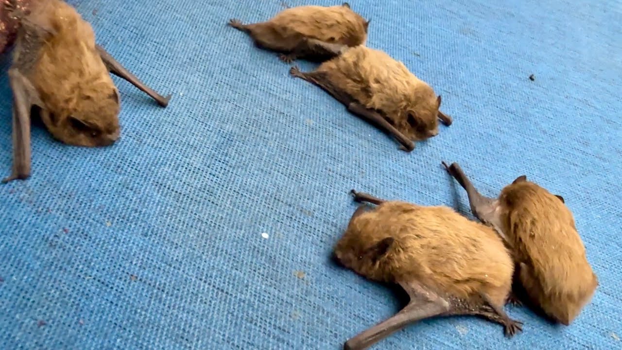 Terası mesken yapan Yarasalar