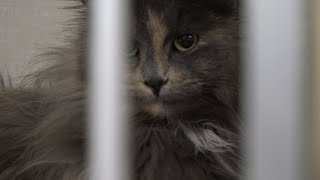 New grant project supports East Wenatchee feral cat control