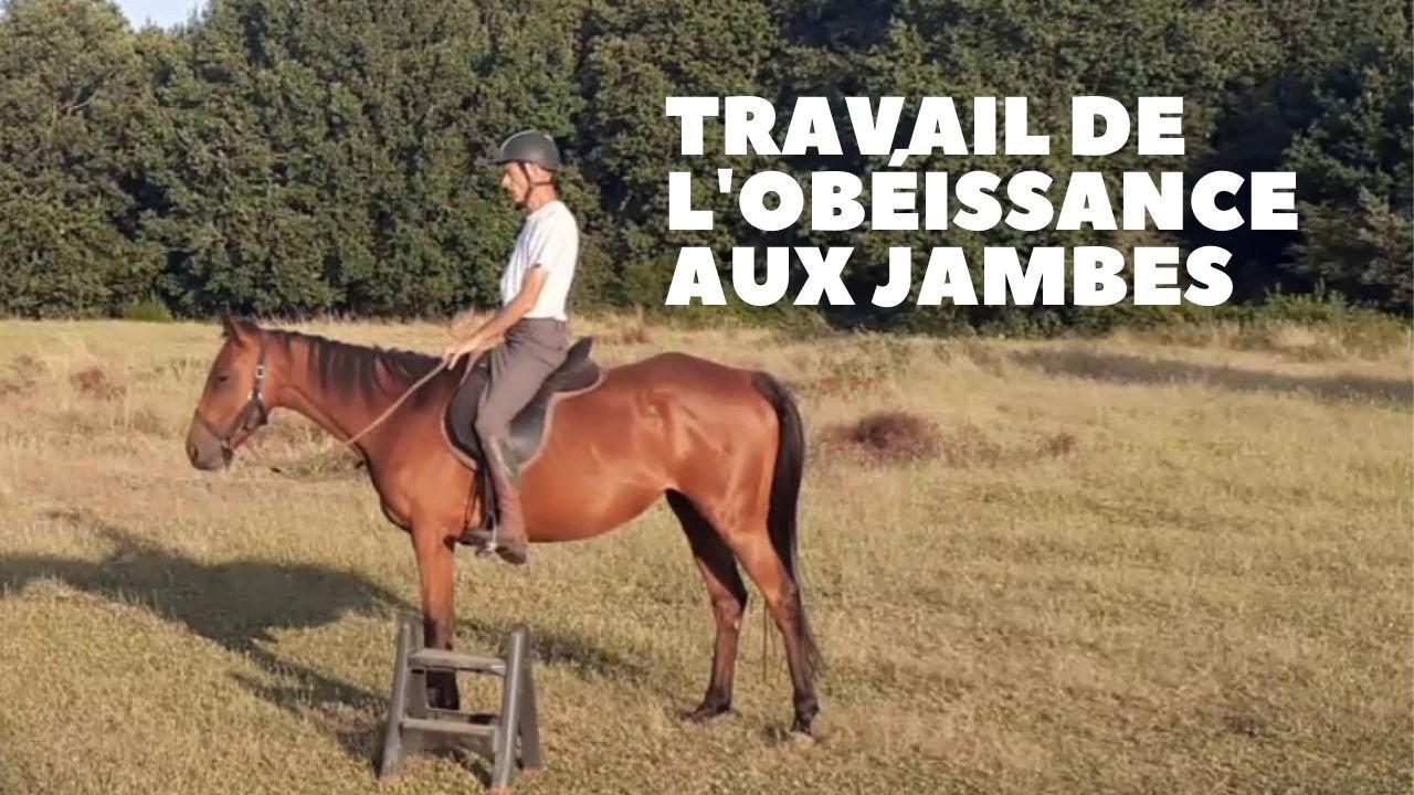 Travail de l'obéissance aux jambes (et flexions à pied) avec Tao